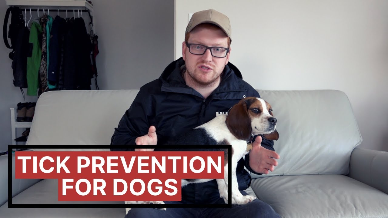 Tick Treatment for Hunting Dogs YouTube