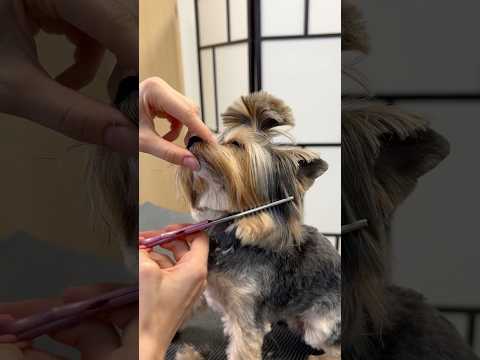 They don’t do anything alone… not even haircuts 🥹💕