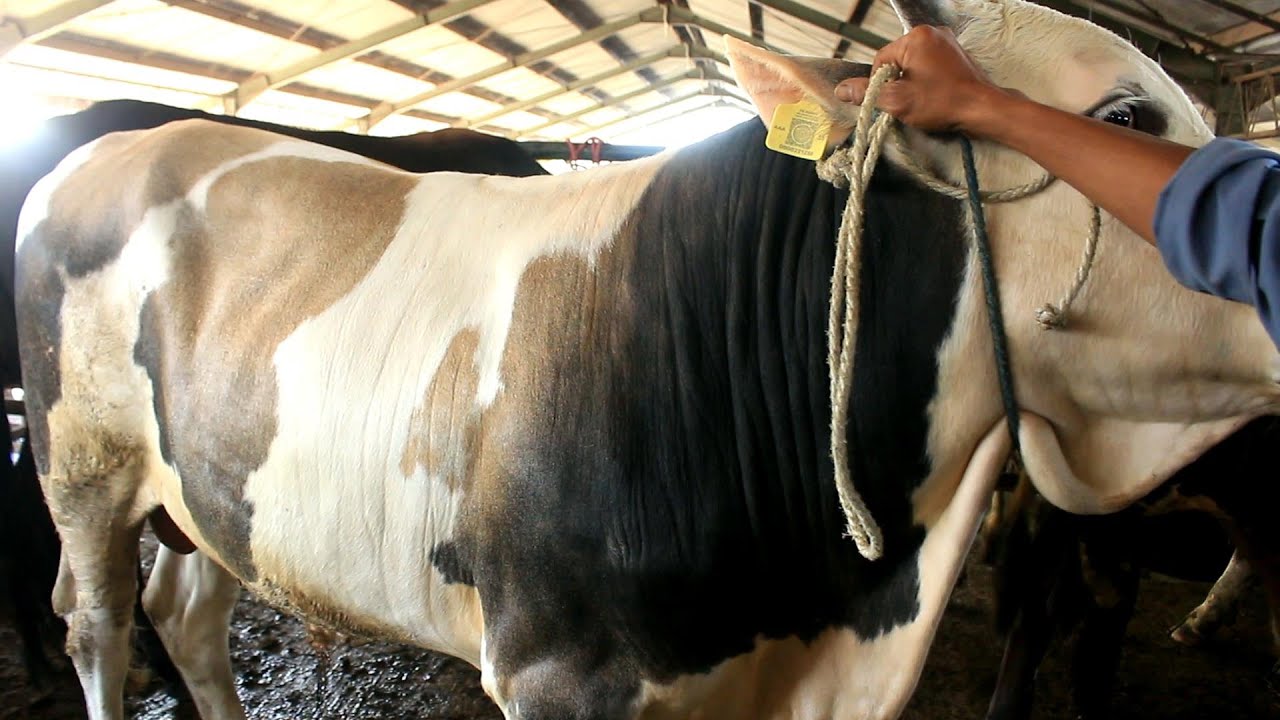 Harga Sapi Jantan Pegon Mirip Si Oreo - YouTube