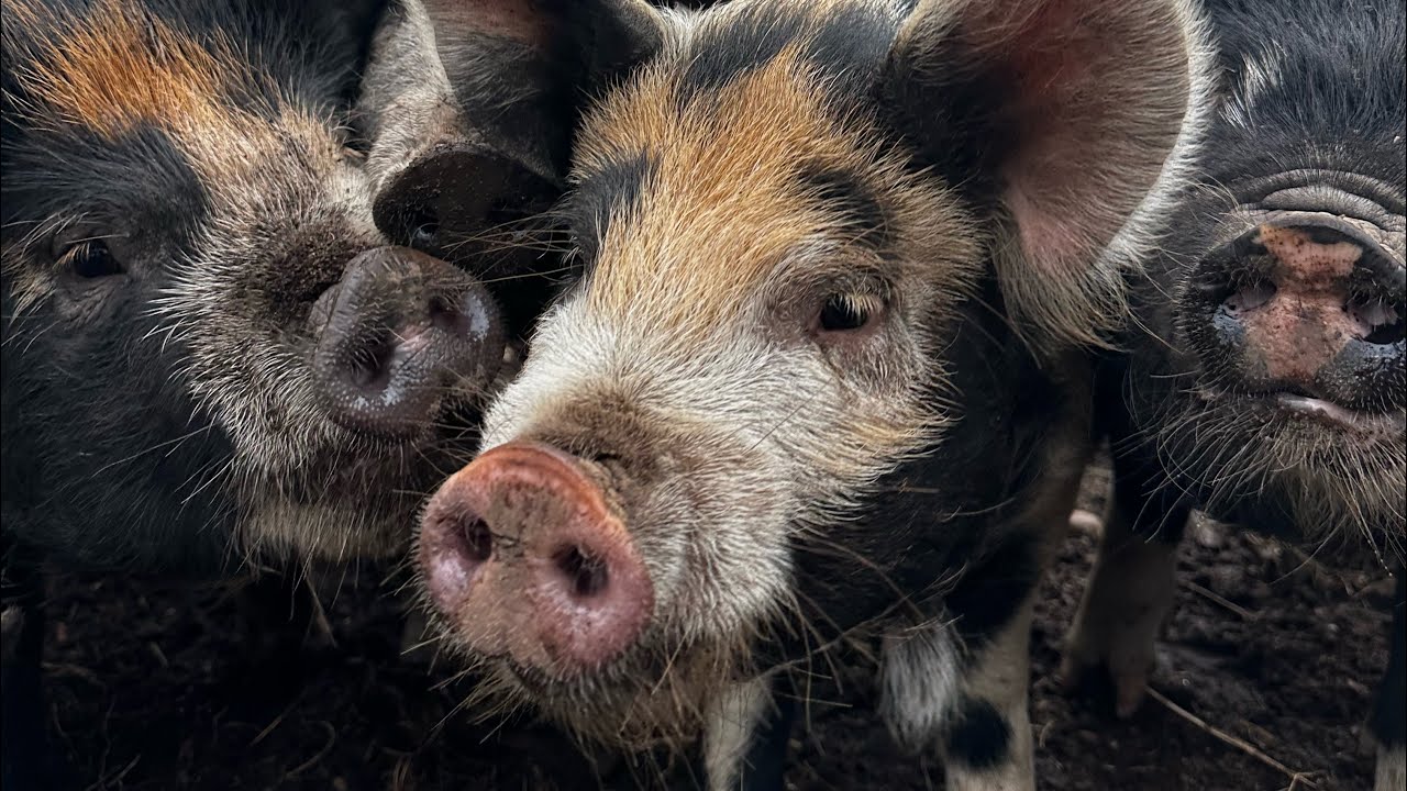 Picture of Bananas and pigs - YouTube