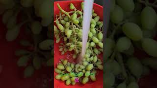 Download Lagu Sour Grape Juice #grape #Juice #shinsin #easy #homemade MP3
