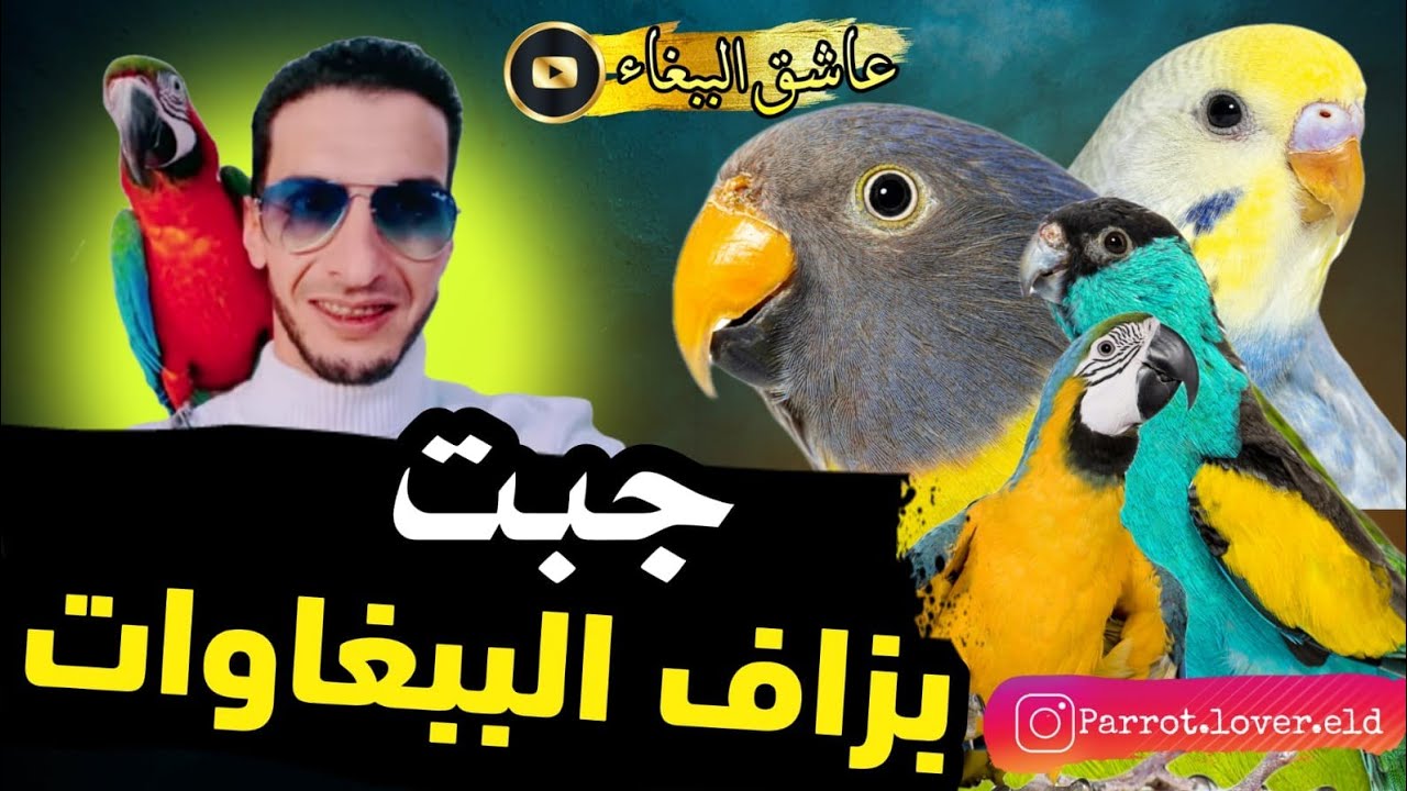 جبت 36 ببغاء جديد غادي التحقوا بمحمية مراكش الجديدة⚡️🔥