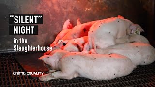 Animal Equality: “Silent” Night in the Slaughterhouse