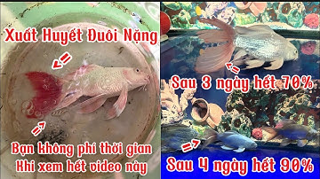 Trị Bệnh Xuất Huyết Đuôi Cho Cá Phi Tần + Chép Sư Tử + Koi Rất Hiệu Quả Sau 3 Ngày Hết 90%.