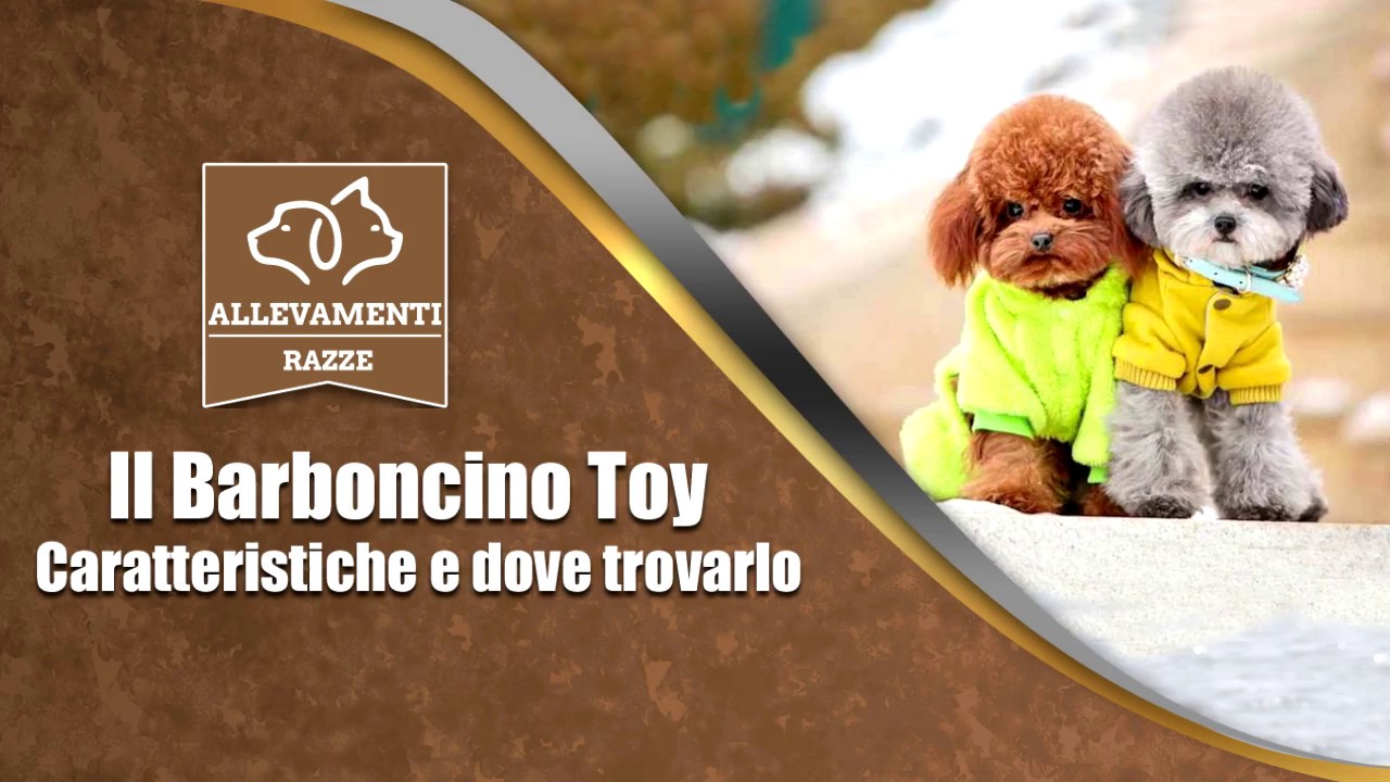 Il Cane Barboncino Toy Caratteristiche E Dove Trovarlo Documentario Di Allevamenti Razze Youtube