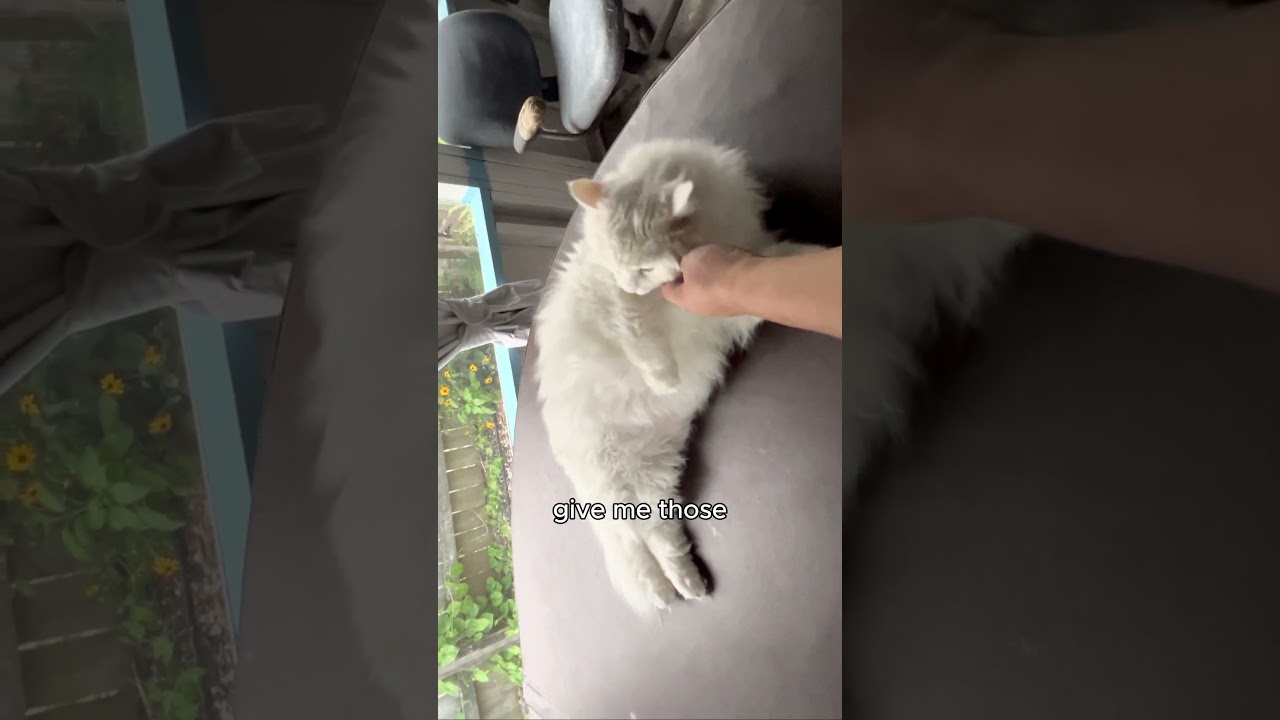 Rub The Fluffy Cat, Smart Kitty Life 