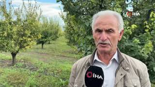 Ayva Hasadında Hayal Kırıklığı 10 Dönümden Iki Kasa Ayva Çıktı