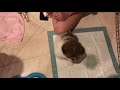 Welcome Shironian Lucky