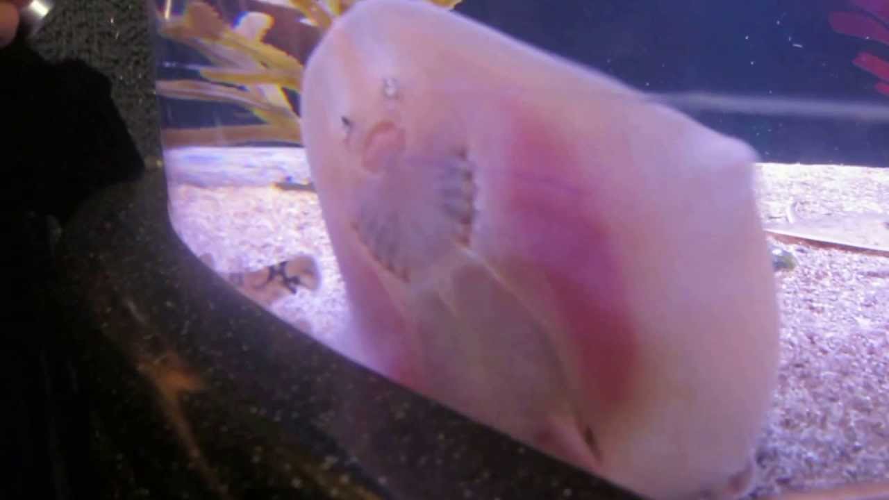 Sting Ray With Feet YouTube