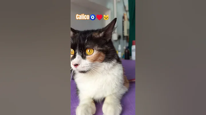 Video 11543151: persiancat persians, cute calico persian cat, persiancat cute pets cat, persiancat cat funny pets