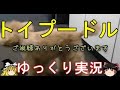 【犬の嘔吐】餌を変えたら吐いてしまった！いま与えてる固形が身体に合っているなら突然固形は変えない方がいいと学びました【トイプードルゆっくり実況】