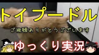 【犬の嘔吐】餌を変えたら吐いてしまった！いま与えてる固形が身体に合っているなら突然固形は変えない方がいいと学びました【トイプードルゆっくり実況】