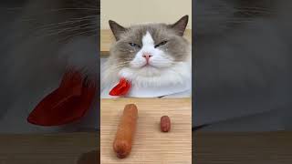 It’s An Average Sized Wrap 😭😭 #Thatlittlepuff #Catsoftiktok #Cute #Cat #Food #Cooking