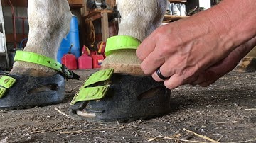 2018 JR Pastern Strap adjustment and toe straps