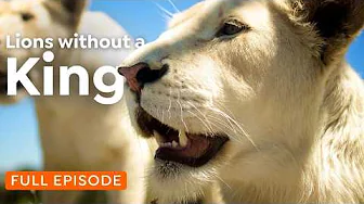 Lions Without a King: White Lions on the Run | 4K Nature Documentary