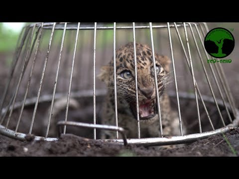 Video: Leopard Cub Ditemui Di Bagasi Di Lapangan Terbang India