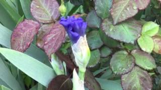 Sonata in Blue Bearded Iris Prepares for Spring Parade! Episode 2
