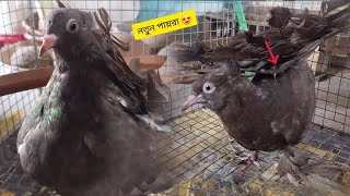New pigeon mini zoo তে  নতুন পায়রা নিয়ে আসা হয়েছে l Rajib And Mini Zoo