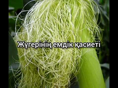 Бейне: Жүгері үшін балама пайдалану – жүгеріден не жасауға болады