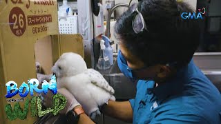 Born to be Wild: The dangers of bird imprinting