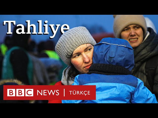 Yalangoch eshaklar it uslubida 4K