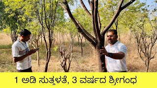1ft Sandalwood Girth just in 3 years ..! How this is possible 🫡
