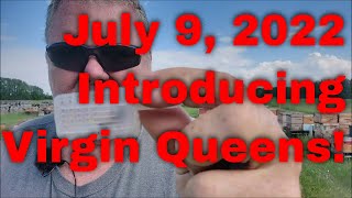 July 9 2022 Introducing Virgin Queens-That Bee Man