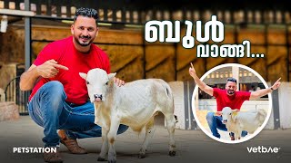 Punganur bull.. കുള്ളൻ കാളയെ വാങ്ങി.. വീടിനകത്ത്‌ വളർത്താവുന്ന ബ്രീഡ്‌..