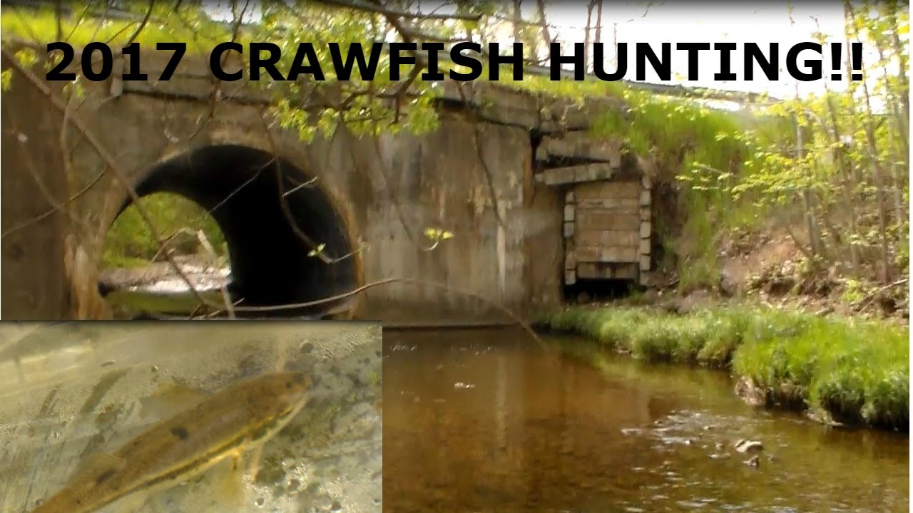 CRAWFISH HUNTING 2017!! YouTube