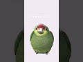 Sus parrot #minecraft #677 #amongus #newupdateinrobloxbedwars #cat #cutecat