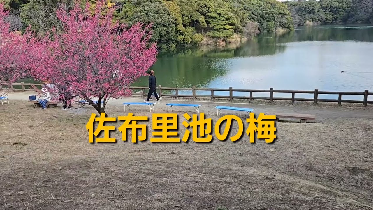 佐布里池の梅　2026.2.13撮