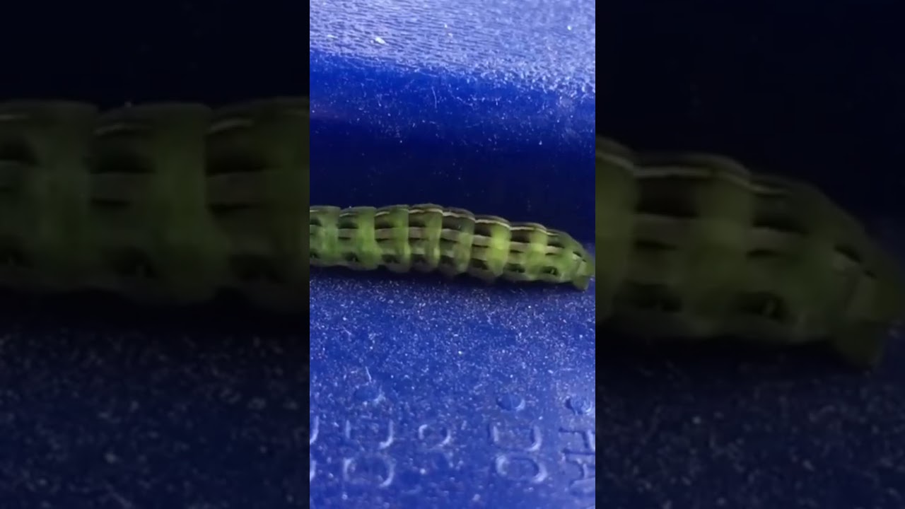 What do you think this caterpillar will turn into? 