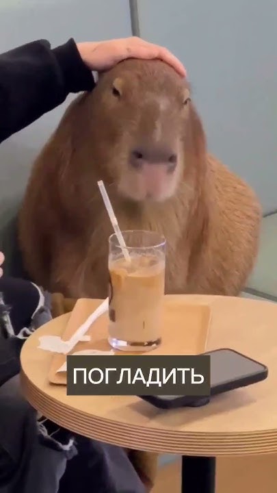 В Японии открыли кафе с капибарами! #blitznews #shorts - YouTube