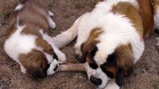 Our new St Bernard puppy Bentley with Chevy