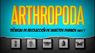 ARTHROPODA Capítulo 1, Técnicas de recolección de insectos diurnos parte 1