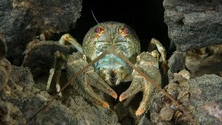 Life in the underwater forest