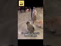 cat pretending to work #shorts #funny #meme