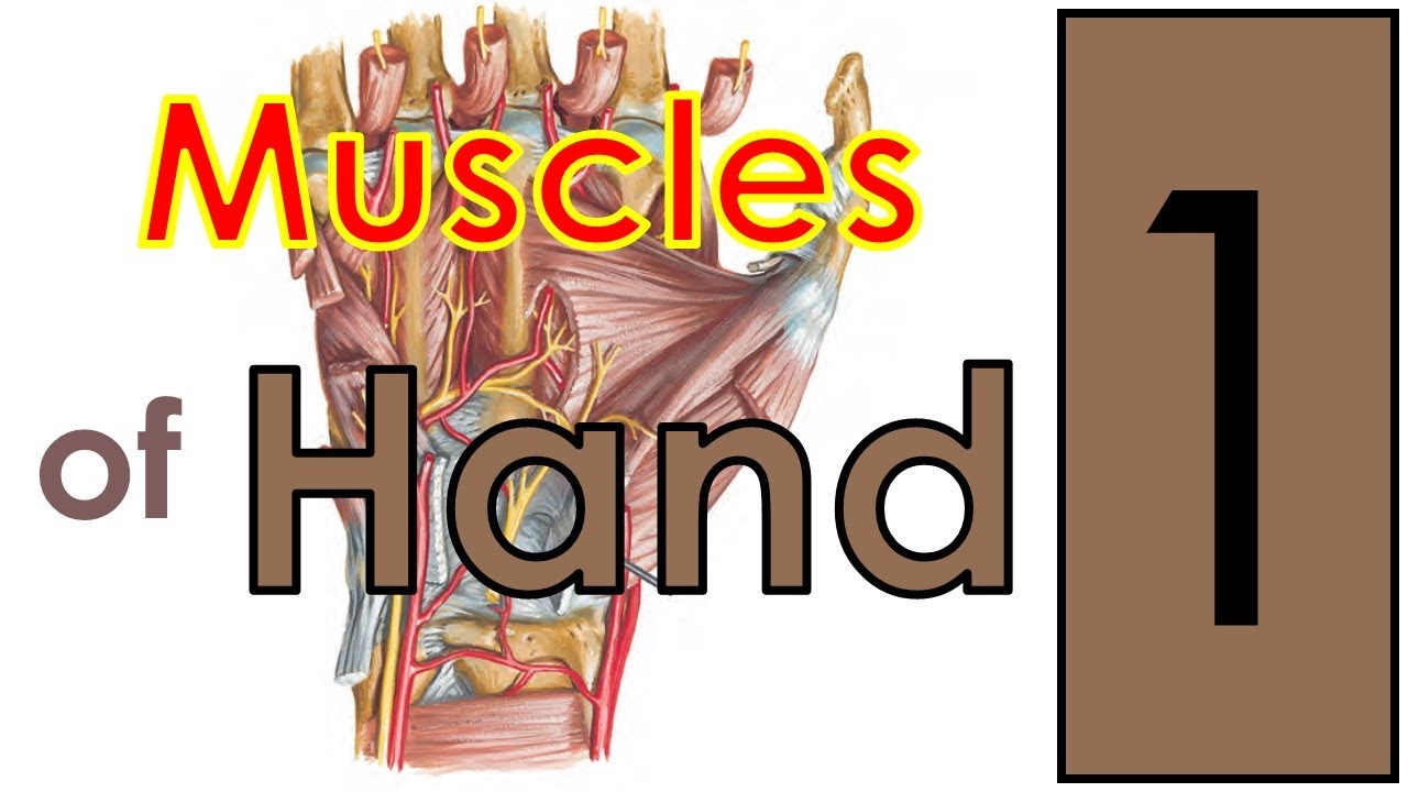 Muscles of Hand (2/14) || Upper Limb || كلية الطب - مادة التشريح || (M1---) || [47]