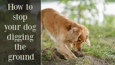How to stop your dog digging, below your fence, gate, or garden Cocker Spaniel 2024