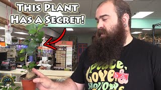 The Amazing Ant Plant! -- What is Its Cool Secret? 🐜🌿