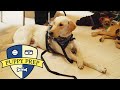 Puppy Prep • The Puppies Have Their Final Test