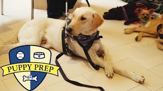Puppy Prep • The Puppies Have Their Final Test