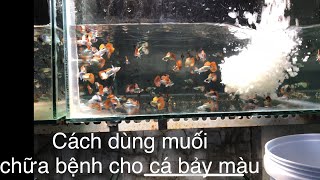 Guppy | Guppies | Cách dùng muối để chữa bệnh cá bảy màu