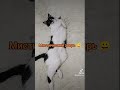 Кошка Лира 🥰 #кошка #shorts #short #tatıanacan #vlog #turkey#домашниеживотные