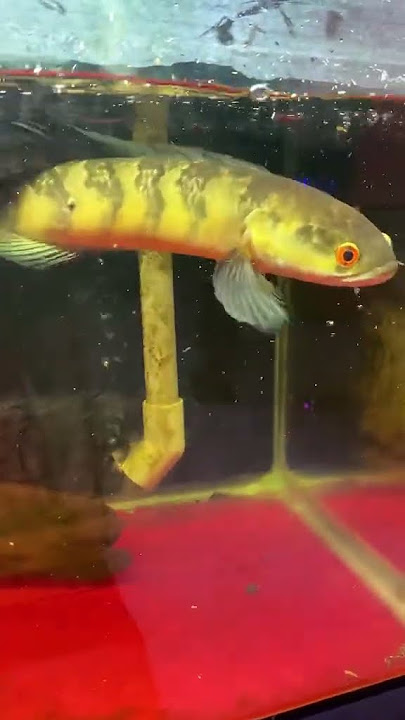 https://vt.tiktok.com/ZSBpypSaj/ #cabaymau #guppy #aquarium #channa #caloccanh #caloc #calocvayrong