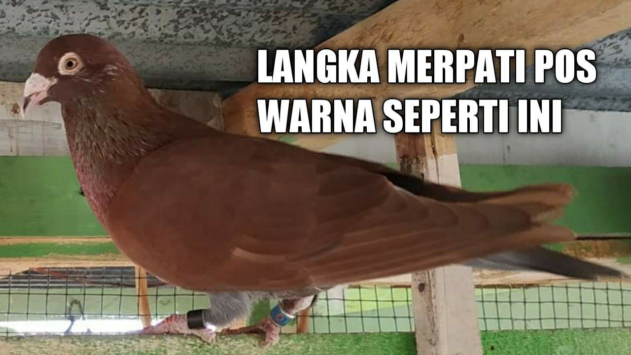 Merpati pos warna coklat emas - YouTube