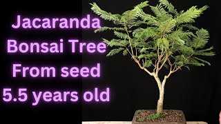 Jacaranda Bonsai Tree From Seed 5.5 years old. Jacaranda mimosifolia. Update on 2 trees.