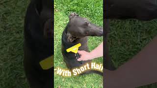 The Furminator De-Shedding Tool A Must-Have Grooming Tool For Large Dogs