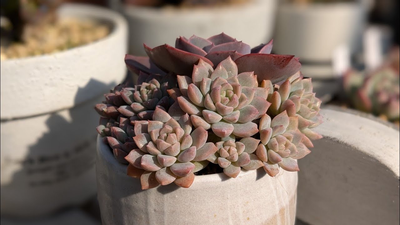 3年後のプロリフィカ #多肉植物 #succulent #多肉植物のある暮らし