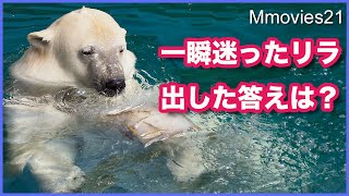 一瞬迷ったホッキョクグマ【リラ】ごはんの時間だけどプールに入りたかった訳とは？ Polar Bear Life